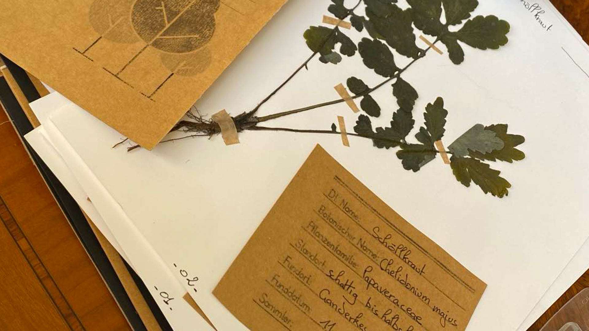 Herbarium Beispiel mit gepresster Pflanze und Notiz