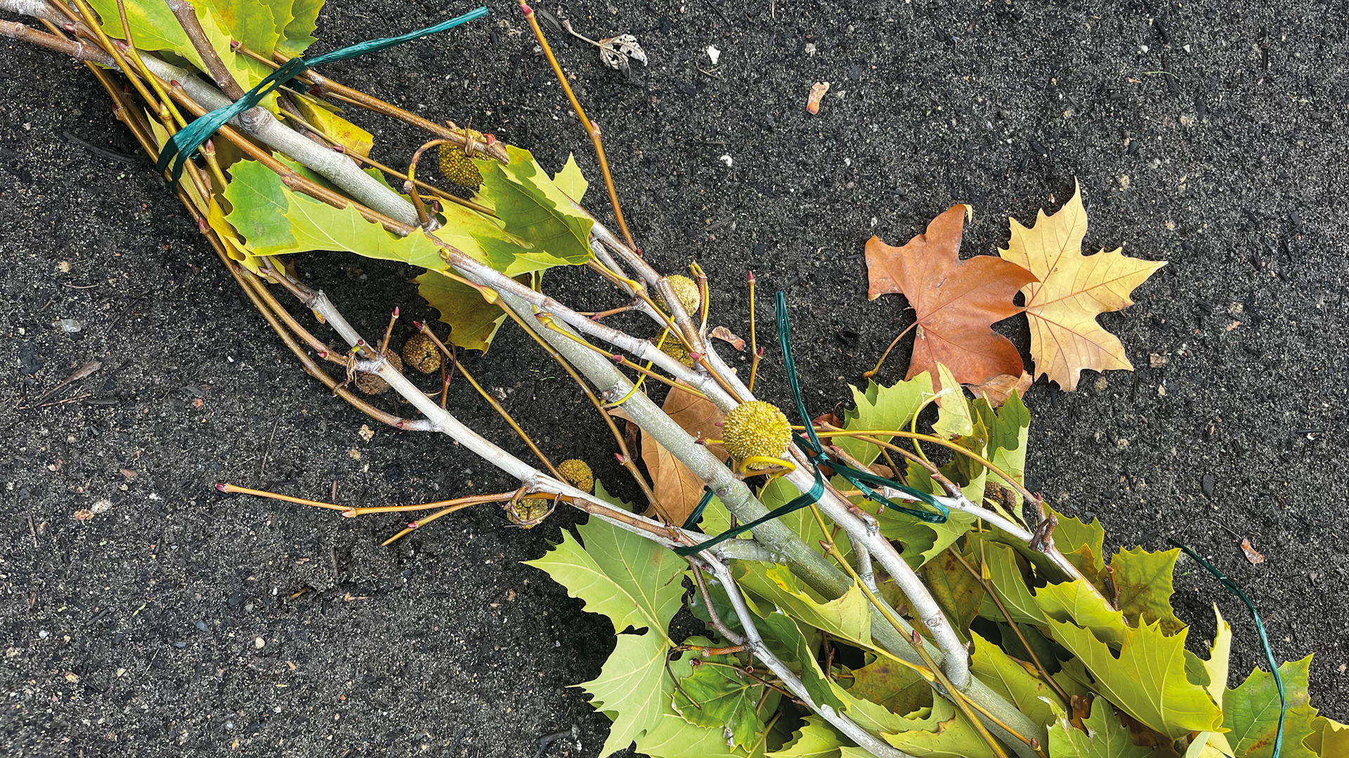 Frucht der Platanus x hispanica - gutes Erkennungsmerkmal und kann auch bis zum ersten Frost am Baum hängen bleiben