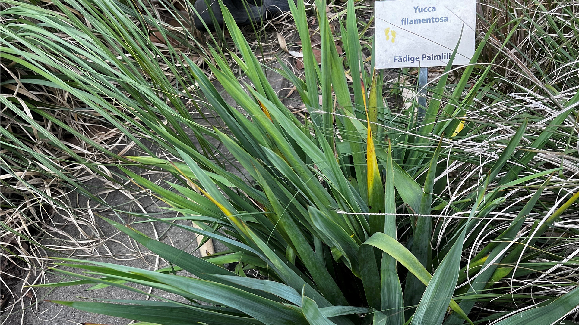 Fädige Palmlilie, yucca filamentosa