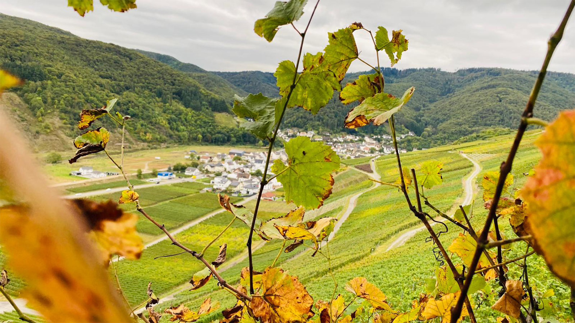 Weinberg im Herbst